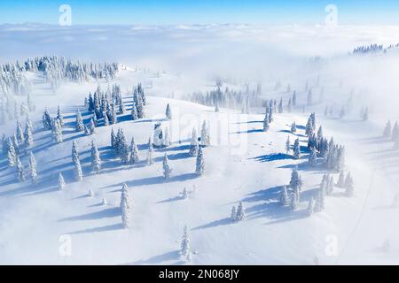 Luftaufnahme von wunderschönen Fichten bedeckt mit frischem Schnee im Nebel an idyllischen sonnigen Wintertagen auf der malerischen Alpenweide Velika Planina, Slowenien Stockfoto