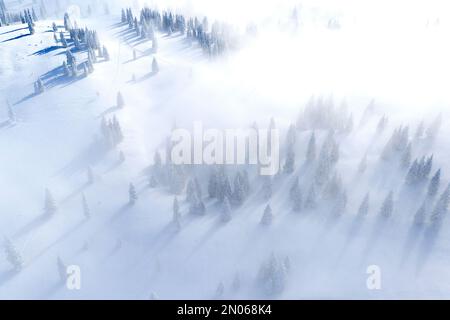 Wunderschöne Fichtenbäume bedeckt mit frischem Schnee im Nebel an idyllischen sonnigen Wintertagen auf der malerischen Alpenweide Velika Planina, Slowenien Stockfoto