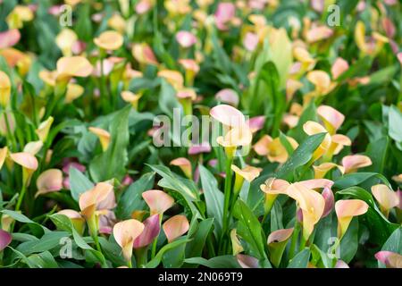 Das Feld der gelben Calla-Lilien (Zantedeschia), das in einem Baumgarten an der Küste Zentralkaliforniens wächst. Stockfoto