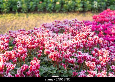 Blumiger Hintergrund mit violetten und roten Cyclamen-Blüten mit gemusterten Blättern und sanftem, leichtem Bokeh im Garten. Stockfoto