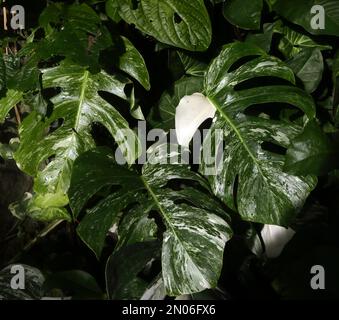 Schweizer Käsefabrik (Monstera Deliciosa) „Varigata“ in Wisley Surrey, England Stockfoto