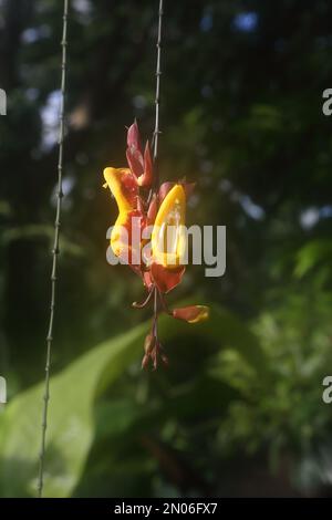 Thunbergia mysorensis Evergreen ist im südlichen tropischen indien in Wisley Surrey England beheimatet Stockfoto