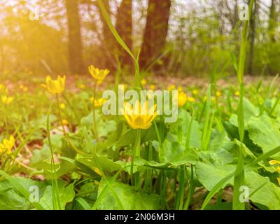 Ein wunderschönes Feld gelber Blumen weht im Wind. Leuchtend gelbe kleine Zelandinblüten, zitternd im Wind, Blick von oben - Ficaria vern Stockfoto