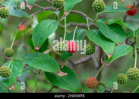 Reife und unreife Früchte und Blätter von Cornus kousa. Stockfoto