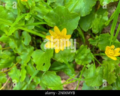 Ein wunderschönes Feld gelber Blumen weht im Wind. Leuchtend gelbe kleine Zelandinblüten, zitternd im Wind, Blick von oben - Ficaria vern Stockfoto