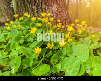 Ein wunderschönes Feld gelber Blumen weht im Wind. Leuchtend gelbe kleine Zelandinblüten, zitternd im Wind, Blick von oben - Ficaria vern Stockfoto