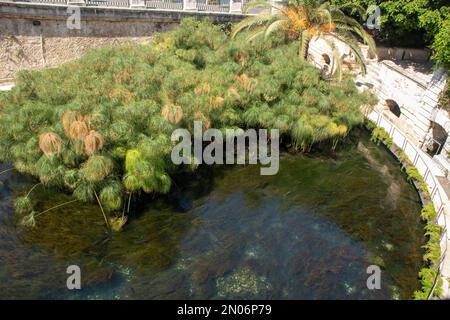 Die Fonte Aretusa ist eine alte Quelle, die in Ortigia auftaucht, nur wenige Meter vom Meer entfernt; Siracusa, Sizilien, Italien Stockfoto