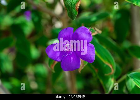 Blüten von Pleroma urvilleanum, Nahaufnahme. Stockfoto