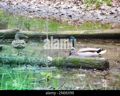 Duck dich auf einem Teich. Männliche und weibliche Stockenten schwimmen auf einem Teich mit grünem Wasser, während sie nach Nahrung suchen Stockfoto