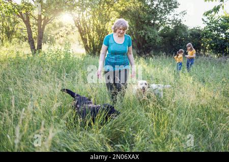 Ältere grauhaarige Frau mit ihren hübschen Hunden im Park. Porträt einer lächelnden älteren Frau draußen mit ihrem goldenen Retriever und labrador auf Gras Stockfoto