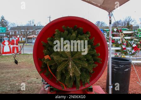 Ein soeben verkaufter weihnachtsbaum in einer Maschine, um ihn zu verpacken, damit es einfacher ist, mit dem Käufer über die Feiertage nach Hause zu reisen. Stockfoto