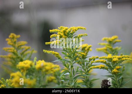 Eine Nahaufnahme der Bettstroh-Blumen der Dame, isoliert auf einem verschwommenen Hintergrund Stockfoto