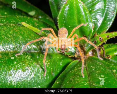 Huntsman Spider (Sadala sp. Sparassidae) im Regenwald bei Nacht, Provinz Orellana, Ecuador Stockfoto