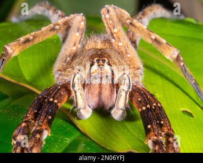 Die hochgiftige brasilianische Wanderspinne (Phoneutria fera), in der Provinz Orellana, Ecuador Stockfoto