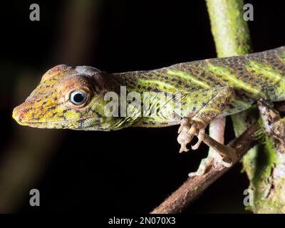 Anolis transversalis, nachts im Regenwald, Provinz Orellana, Ecuador Stockfoto