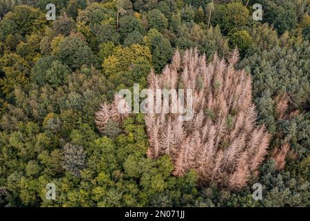 Walddieback am Beispiel einer Gruppe kranker Fichten in einem Mischwald in Deutschland Stockfoto