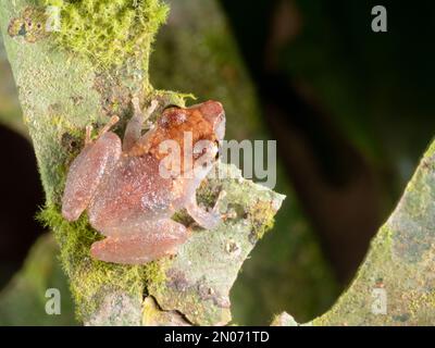 Kichwa Rain Frog (Pristimantis kichwarum), im Regenwald bei Nacht, Provinz Orellana, Ecuador Stockfoto