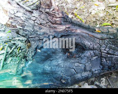 Brandschaden im Wald. Verbrannte boreale Wälder. Lauffeuer in einem gemischten Wald mit einer Vorherrschaft aus Kiefer. Verbrannte, verkohlte Baumstämme, Baumstümpfe und BH Stockfoto