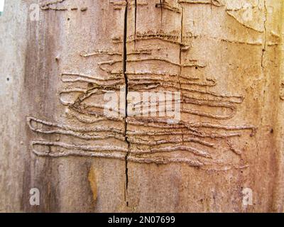 Ein alter Baumstamm ohne Rinde zerbissen durch Holzwürmer mit WORM-Spuren, Hintergrund Stockfoto