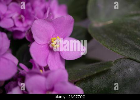 Blüten rosafarbener afrikanischer Violett- oder violetter Saintpaulia-Blüten. Nahaufnahmen. Stockfoto