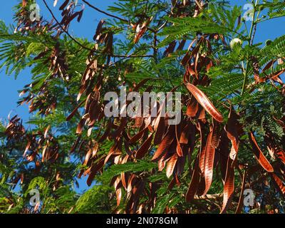 Alfarrobeira, Johannisbrotbaum mit goldener M. Jehns Brot Obst Stockfoto