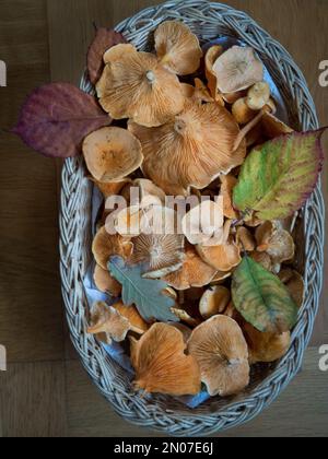 Eine vertikale Draufsicht eines Korbs voller frisch geernteter Chanterelle-Pilze (Cantharellus cibarius) Stockfoto