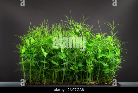 Grüne Erbsen werden als nahrhafte Mikrogrüner in einem Tablett wachsen, lebendige grüne junge Pflanzen auf dunklem Hintergrund Stockfoto