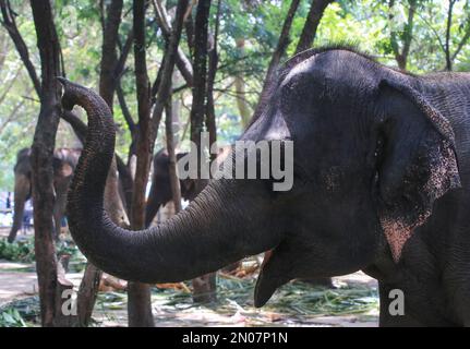 Colombo, Sri Lanka. 05. Februar 2023. Elefantengesten in einem öffentlichen Park im Vorfeld des jährlichen Perahera Festivals im buddhistischen Gangarama-Tempel in colombo am 05. Februar 2023. (Foto von Saman Abesiriwardana/Pacific Press) Kredit: Pacific Press Media Production Corp./Alamy Live News Stockfoto