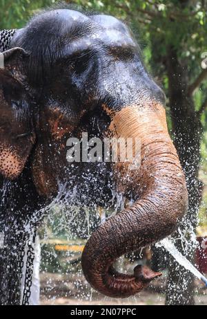 Colombo, Sri Lanka. 05. Februar 2023. Vor dem jährlichen Perahera-Festival im buddhistischen Gangarama-Tempel in colombo am 05. Februar 2023 gibt es in einem öffentlichen Park Elefantengesten. (Foto von Saman Abesiriwardana/Pacific Press) Kredit: Pacific Press Media Production Corp./Alamy Live News Stockfoto