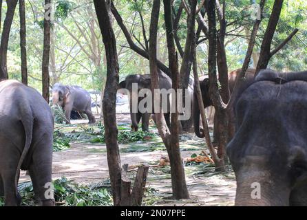 Colombo, Sri Lanka. 05. Februar 2023. Elefantengesten in einem öffentlichen Park im Vorfeld des jährlichen Perahera Festivals im buddhistischen Gangarama-Tempel in colombo am 05. Februar 2023. (Foto von Saman Abesiriwardana/Pacific Press) Kredit: Pacific Press Media Production Corp./Alamy Live News Stockfoto