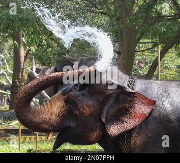 Colombo, Sri Lanka. 05. Februar 2023. Elefantengesten in einem öffentlichen Park im Vorfeld des jährlichen Perahera Festivals im buddhistischen Gangarama-Tempel in colombo am 05. Februar 2023. (Foto von Saman Abesiriwardana/Pacific Press) Kredit: Pacific Press Media Production Corp./Alamy Live News Stockfoto