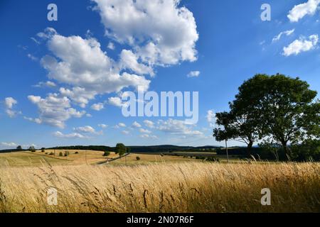 Wiesen und Felder bei hohen Sommertemperaturen Stockfoto