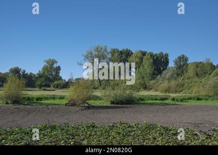 Trockenheit im Naturschutzgebiet Urdenbacher Kaempe, altes Rheinflutgebiet, Düsseldorf, Deutschland Stockfoto