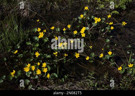 Ranunculus sulureus blüht auf einer nassen Wiese im Balsfjord in der arktischen Nordprovinz Troms in Norwegen. Stockfoto