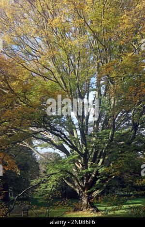 Eine alte Hainbuche (Carpinus betulus) ragt in ihrem Herbstlaub über der Bank darunter. Waldgarten, Südengland, Oktober Stockfoto