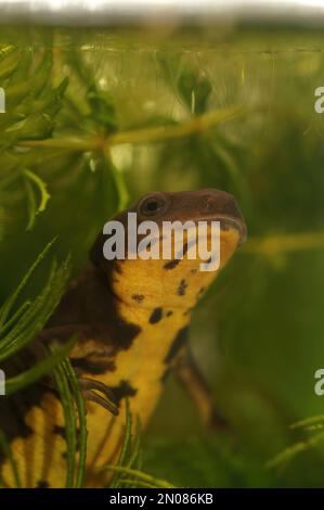 Nahaufnahme eines vom Wasser bedrohten japanischen Riu Kiu-Schwertschwanzmolchs, Cynops ensicauda ensicauda, unter Wasser Stockfoto