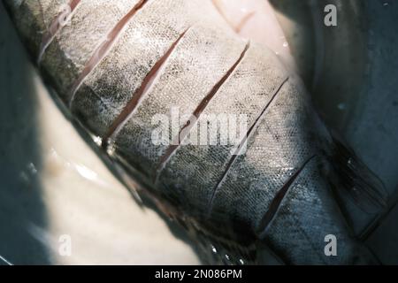 Offener, frischer Seebarsch Stockfoto