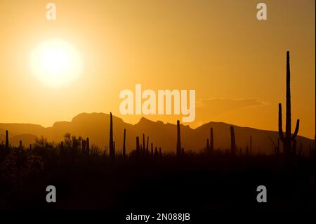 Der berühmte saguaro-Kaktus im Saguaro-Nationalpark, Sonora Desert, Arizona, USA Stockfoto