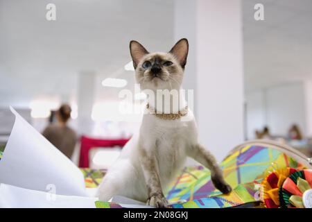 Eine thailändische Katze mit blauen Augen sitzt auf einer farbigen Matte. Stockfoto