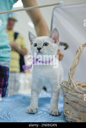 Ein Kätzchen der britischen Kurzhaar züchtet einen Farbpunkt mit blauen Augen. Stockfoto