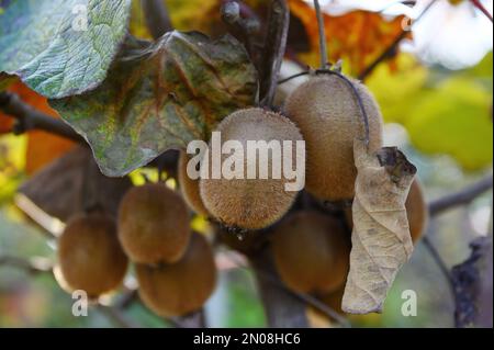 Reife Kiwis hängen auf einem Zweig zwischen dem getrockneten Laub. Horizontal, Nahaufnahme. Stockfoto