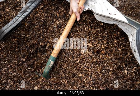 Mann, der im Gemüsegarten arbeitet. Gartenarbeit. Schaufel mit Holzspäne für den Garten. Schubkarre für den Garten. Ein Mann, der seine Schubkarre füllt. Stockfoto