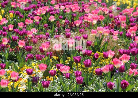 Wunderschönes Tulpenfeld. Bunte Tulpen am Tag. Blühendes Tulpenfeld. Stockfoto