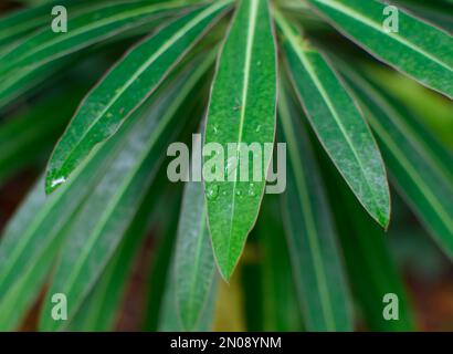 Regentropfen auf den Blättern von Honey Spurge Stockfoto