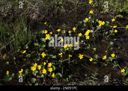 Ranunculus sulureus blüht auf einer nassen Wiese im Balsfjord in der arktischen Nordprovinz Troms in Norwegen. Stockfoto