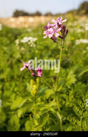 Silene armeria ist eine wilde Pflanze. Pflanzen blühen im Sommer. Quadratischer Rahmen Stockfoto