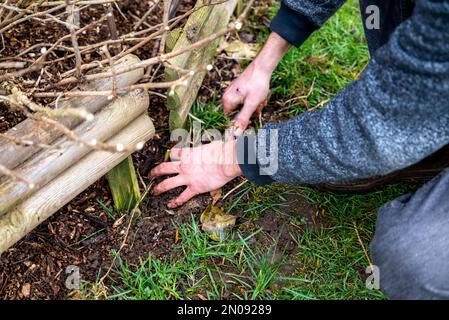 Holzspäne für den Garten. Nahaufnahme von recyceltem Holz. Holz zur Bodenanreicherung. Platz für Text. Ökologisches Konzept für die Gartenarbeit Stockfoto