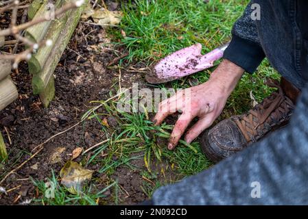 Holzspäne für den Garten. Nahaufnahme von recyceltem Holz. Holz zur Bodenanreicherung. Platz für Text. Ökologisches Konzept für die Gartenarbeit Stockfoto