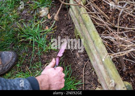 Holzspäne für den Garten. Nahaufnahme von recyceltem Holz. Holz zur Bodenanreicherung. Platz für Text. Ökologisches Konzept für die Gartenarbeit Stockfoto