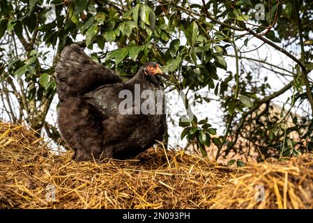 Schwarzes Huhn, das nach Nahrung sucht. Brahma-Zuchthuhn. Nahaufnahme der Freilandhaltung. Freiheitskonzept Stockfoto